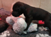 Black Great Dane Puppies