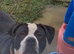 Beautiful litter of 6 stunning puppies