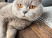 Pedigree British shorthair kittens