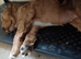 Selling puppies