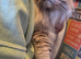 Nutered/polydactyl