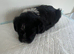 Adorable Jack tzu puppies