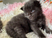 Pure Maine coon kittens for sale