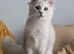 TICA Registered Silver Shaded Maine Coon Kitten