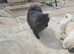 Pomeranian girl