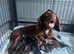 KC Registered Working cocker spaniel pups