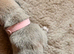 Lurcher Puppies for Sale