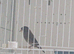 2026 Pied Black Goldfinches