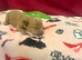 5 toy poodle puppy&rsquo;s