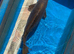 Kin kabuto koi 52cm