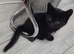 4 kittens for sale
