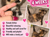6 kittens for sale