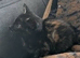 2 Black Tabby Kittens