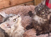 Maine Doll kittens Maine Coon x Ragdoll