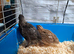 Boys available 4 weeks old