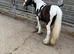 1 year old may gon under 10 hands Minnie filly