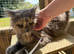 Maine Coon Female - Blue Smoke