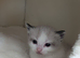 Two kittens needing to go