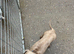 Dachshund (Boy)