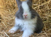 Baby Netherland Dwarf Doe for reaerving