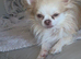 2 girls, one boys tiny chihuahuas