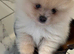 Toy Pomeranian 11months boy