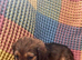 Dachshunds cross Shih Tzu