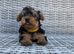 Yorkshire terrier puppies