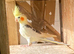 Cockatiels 9 weeks old