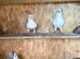 Tumbler pigeons