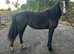 Reg Welsh D filly 2 year old