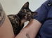 bengal torti female kitten