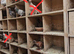 Racing pigeon cross