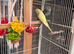 Baby Budgeese for sale