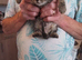 Three Gorgeous Bengal Tabby mixed kittens & 2 Ginger & white kittens