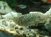 Loaches