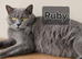 Stunning Pedigree BSH kittens