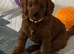 Hereditary Clear Red Cockapoo’s