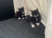 Kittens for sell