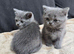 Scottish fold/straight for sale