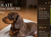 Just One Beautiful Puppy Left!