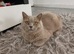 Beautiful lilac british-shorthair girl British Shorthair