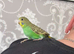 Baby budgies