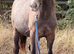 Irish draft cross 11mth old