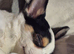 1 male chihuahua for sale called patch