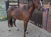 Well handled, 3yr Welsh Section B ready to produce