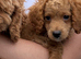 Cavapoo girl available