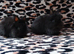Two female baby bunnies