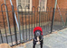 Cane corso mix Argentina Dogo