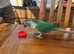Male 3 year old conure